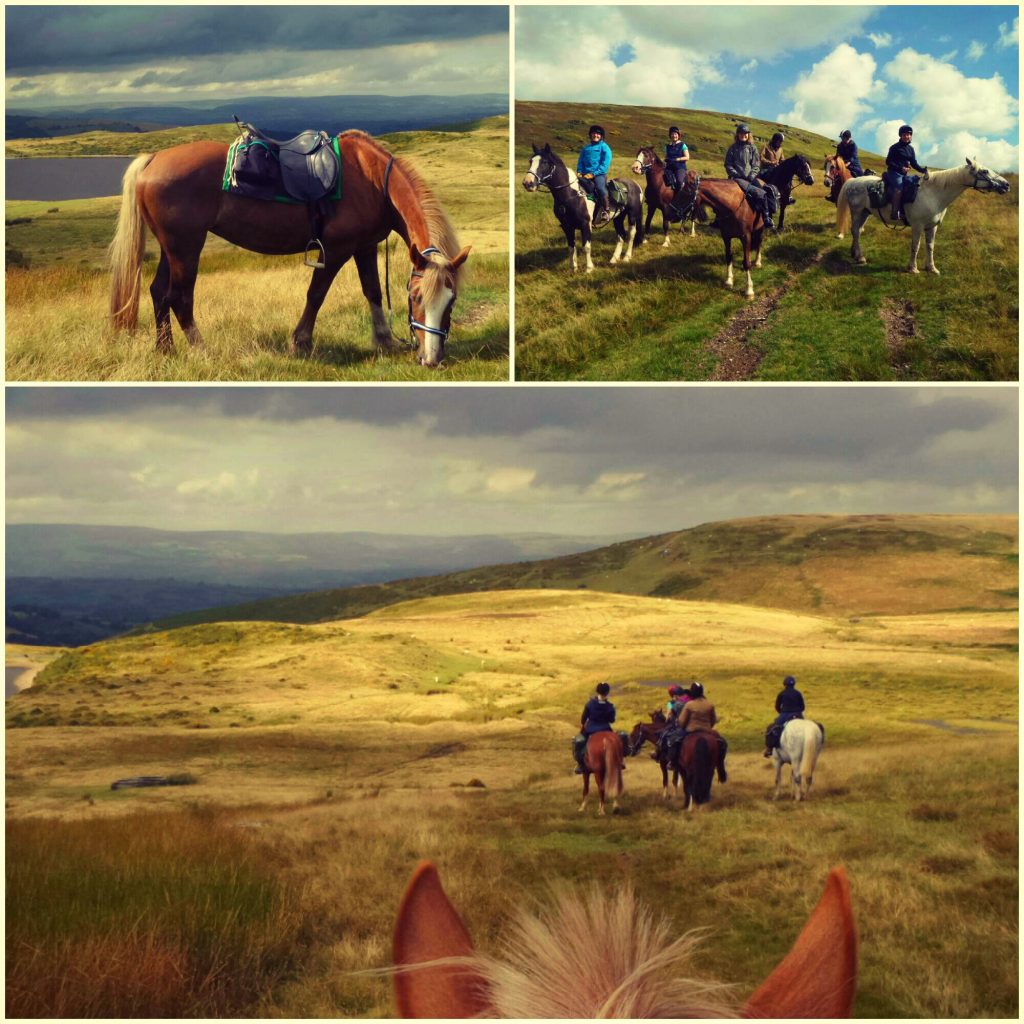 Learn to ride horse riding holidays in Wales, UK - Freerein