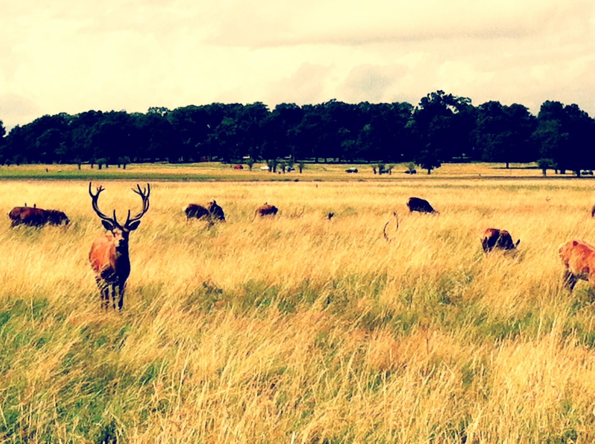 Amazing Deer Shot: Richmond park, Surrey, England, London