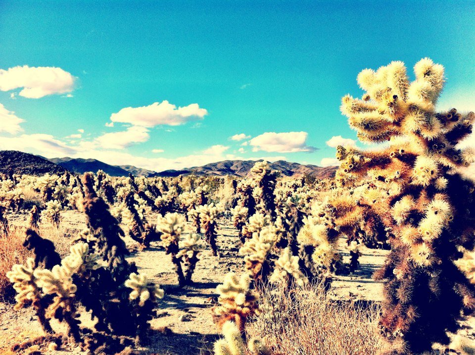 crazy cactus in Joshua Tree National Park