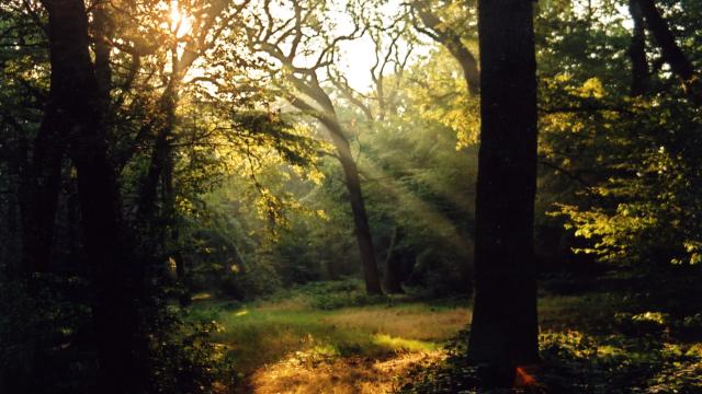 Epping Forest London