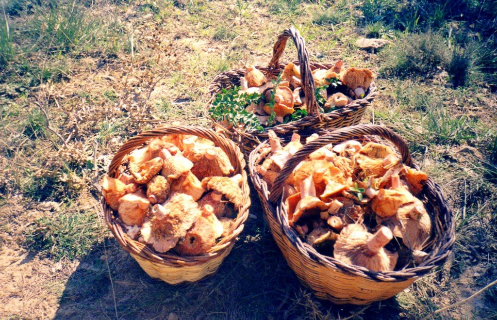 Bolets Catalonia Barcelona