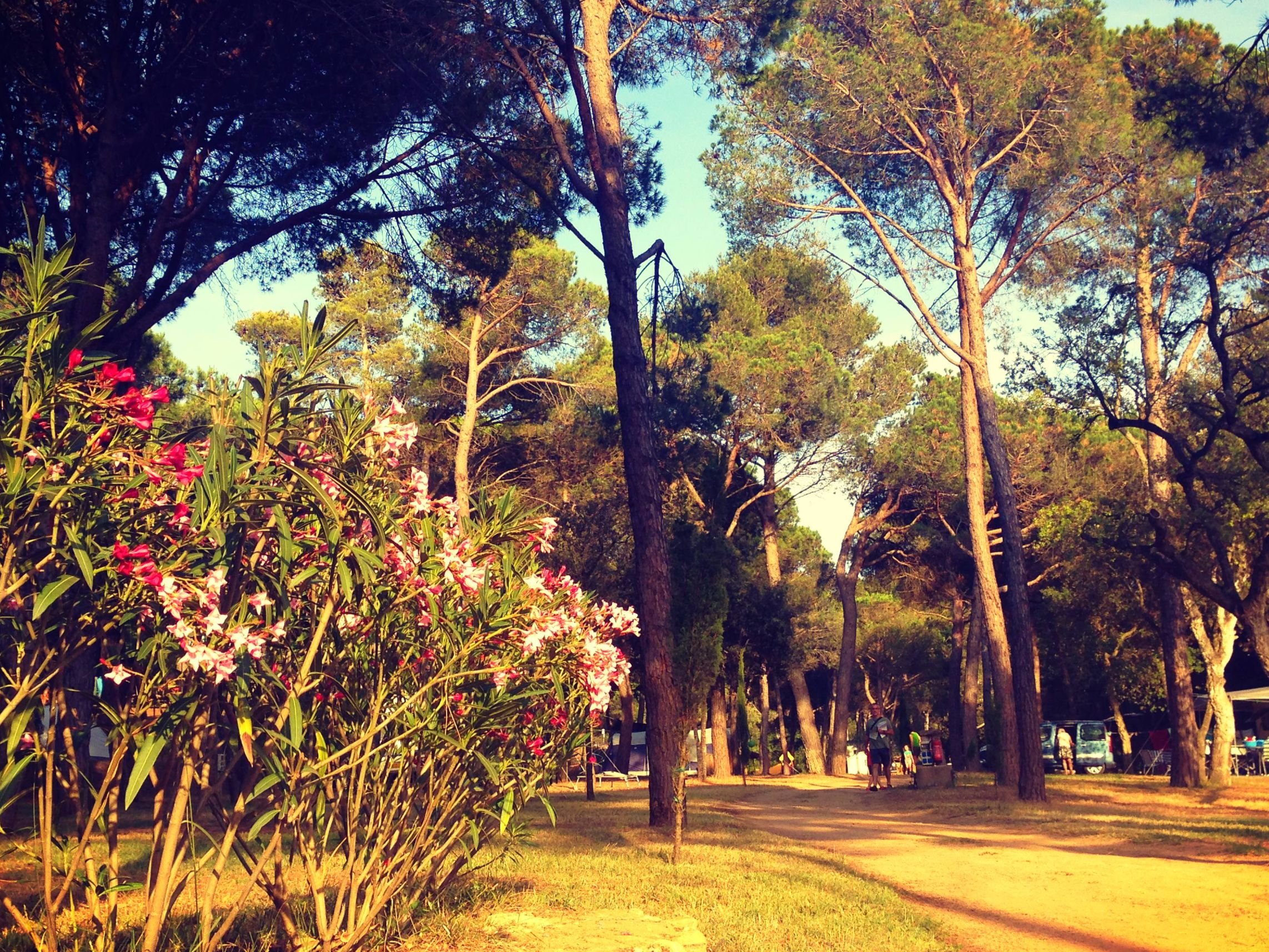 Begur Campsite - The Best Campsite on the Costa Brava (Bungalows, Tents and Tourers)