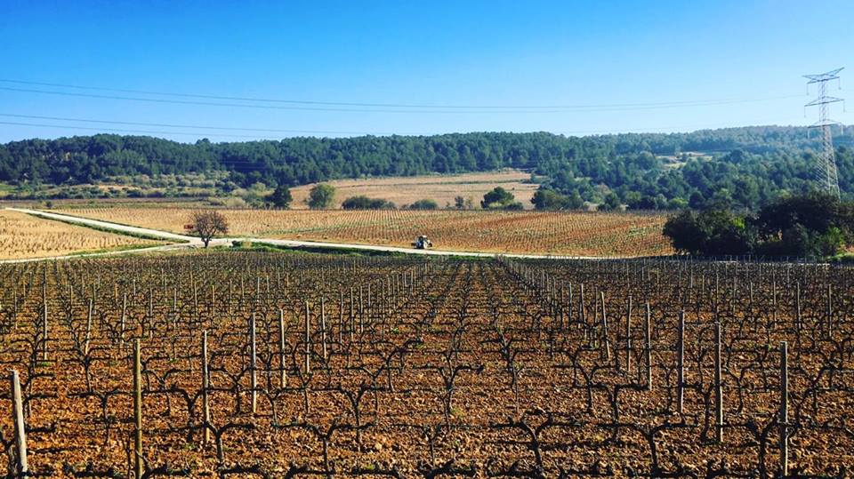 The Vines at Jean Leon bodega in Penedes outside of Barcelona