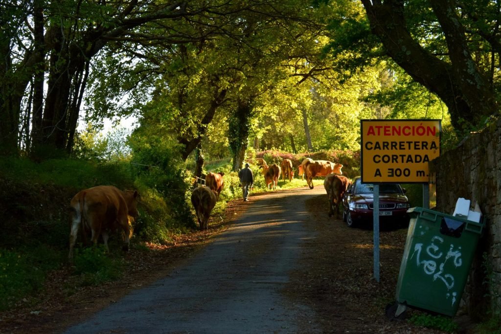 Cows in the Way - Camino de Santiago