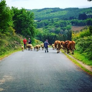 Cows in the road Camino de Santiago - Driftwood Journals Travel Blog