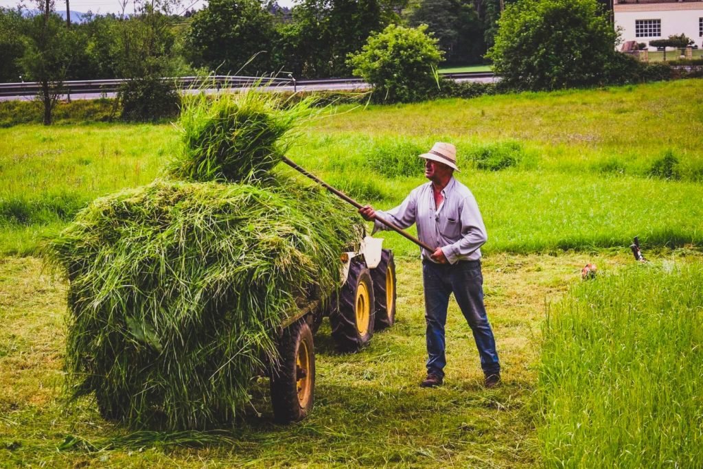 Local life along the Camino de Santiago