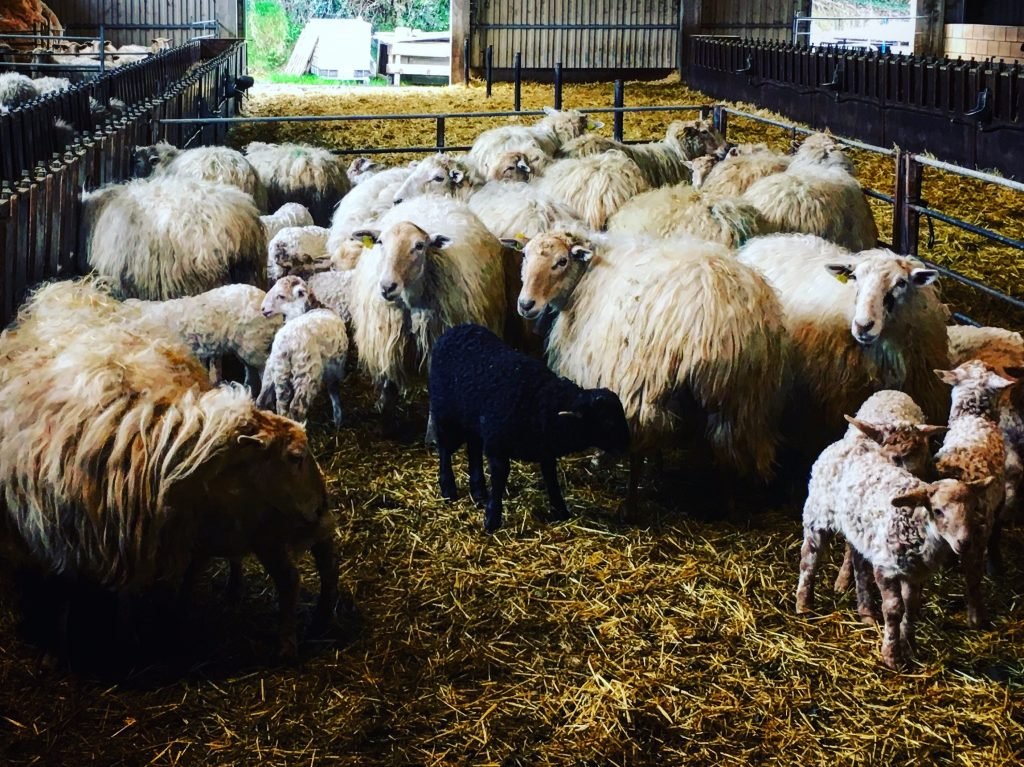 Mikel's sheep at the cheese farm