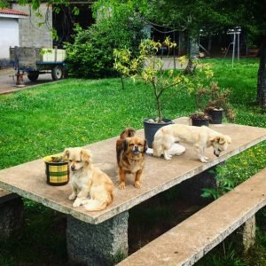 Puppies Arzúa to Pedrouzo Camino de Santiago