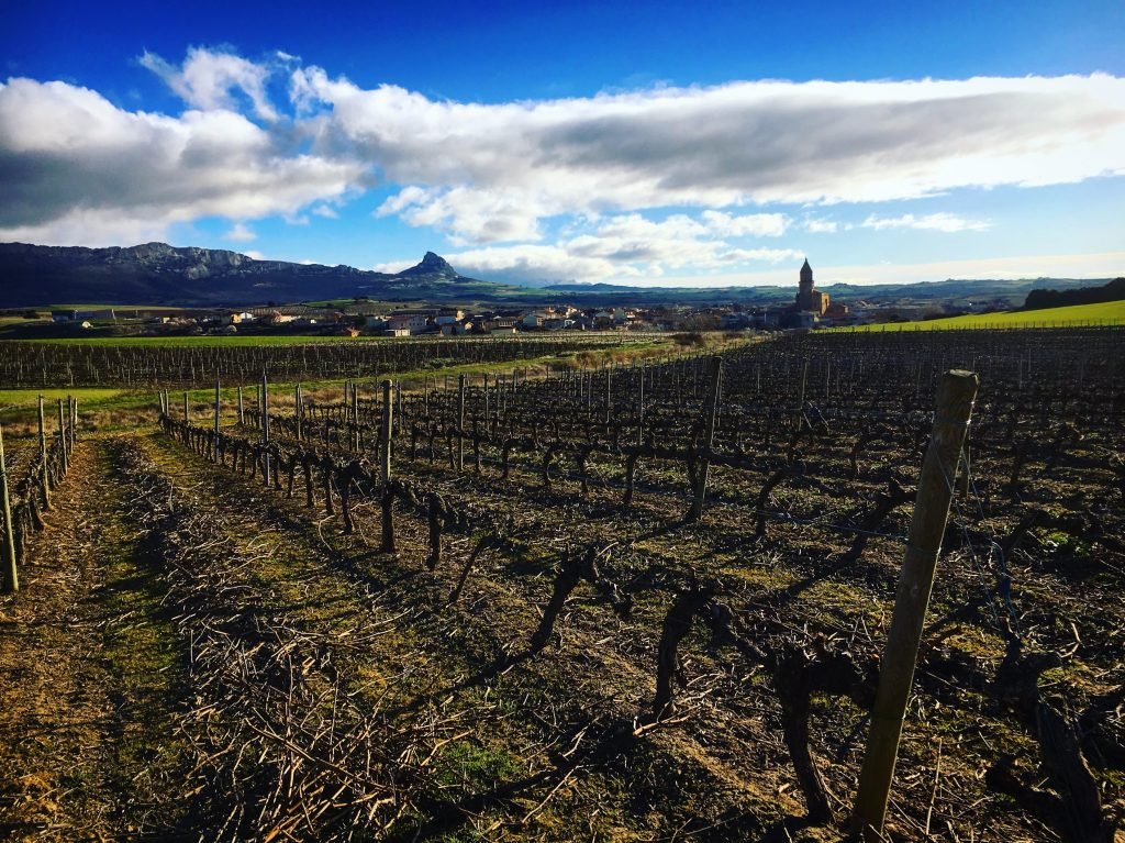 Vineyards in Rioja Alavesa, Basque Country Spain
