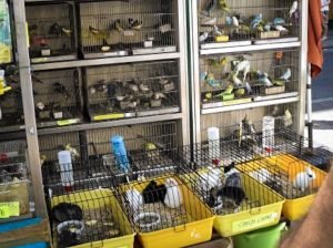 Bird and bunnies for sale on Las Ramblas, Barcelona