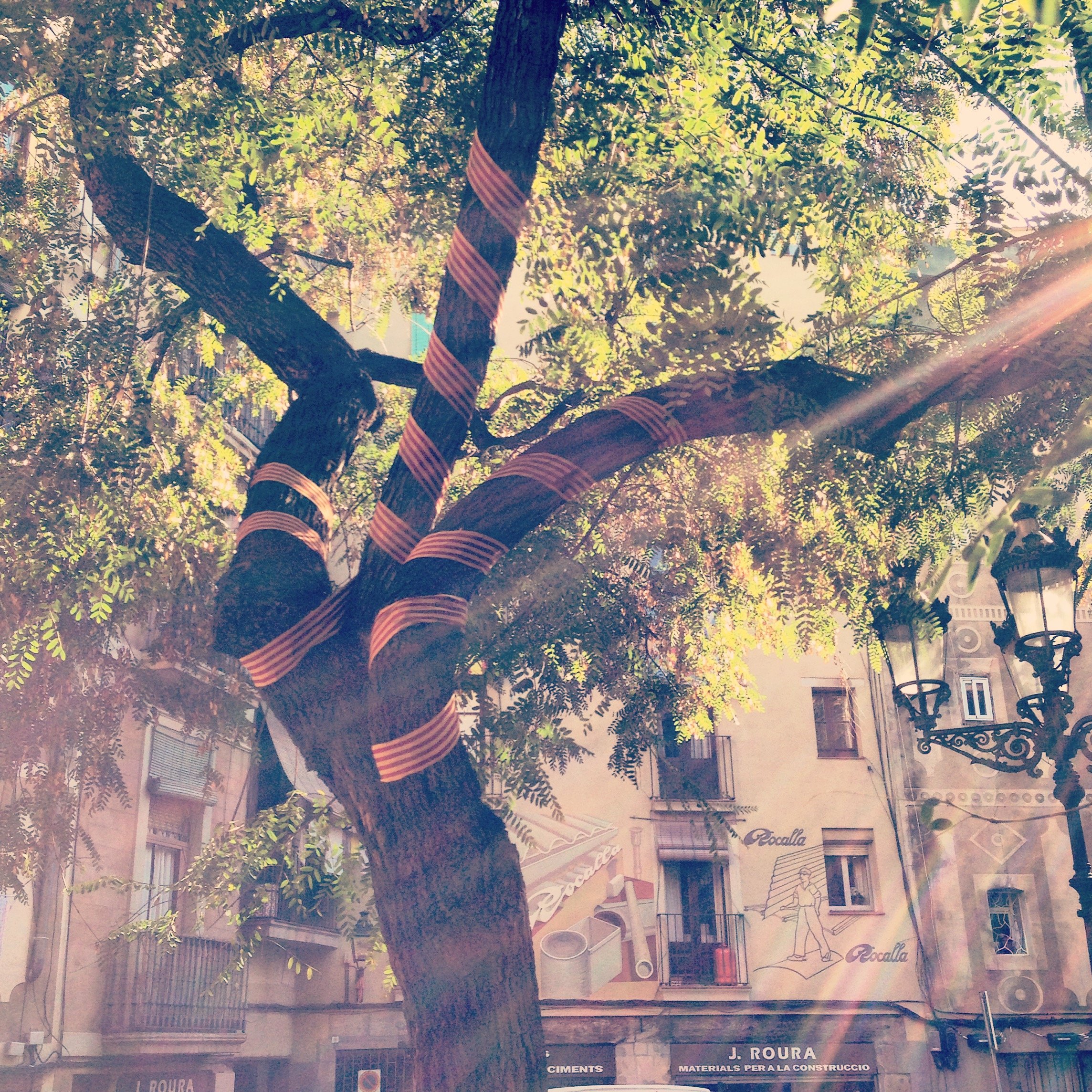 Catalan flag wrapped around a tree in the Born barrio, Barcelona