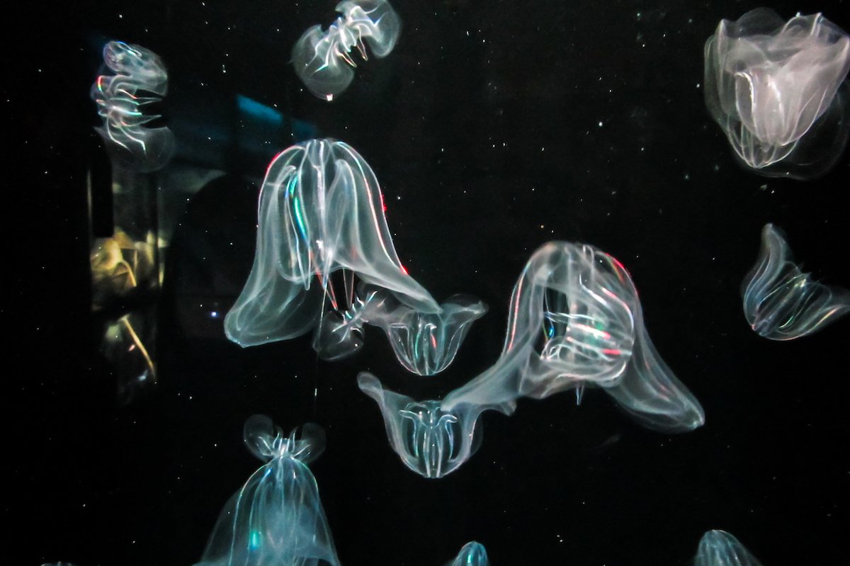 Valencia's Oceanogràfic aquarium - by Ben Holbrook