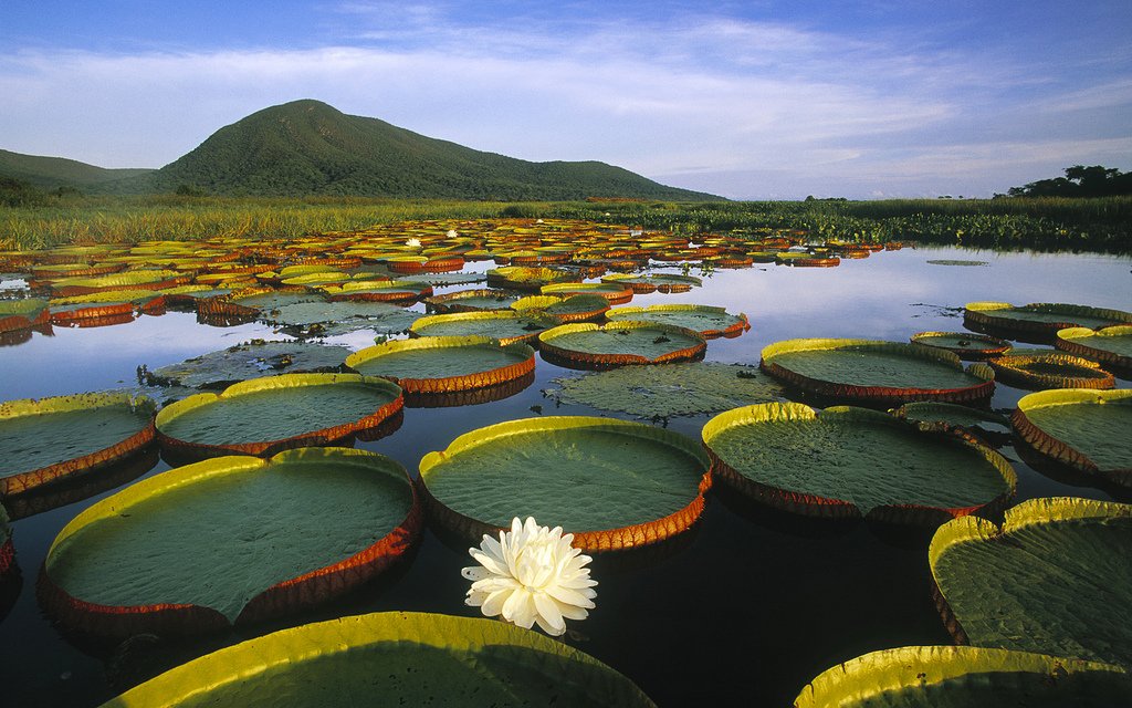 Pantanal Matogrossense National Park, Brazil Pantanal Matogrossense National Park, Brazil