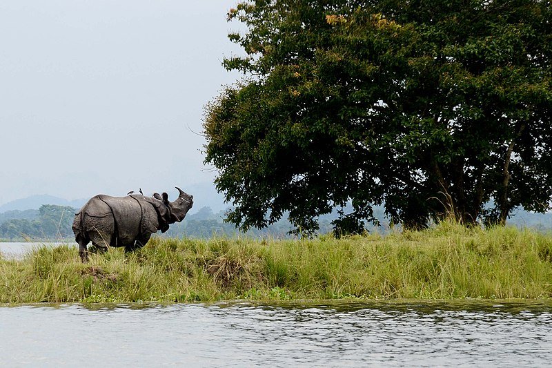 Kaziranga_National_Park India Kaziranga_National_Park India