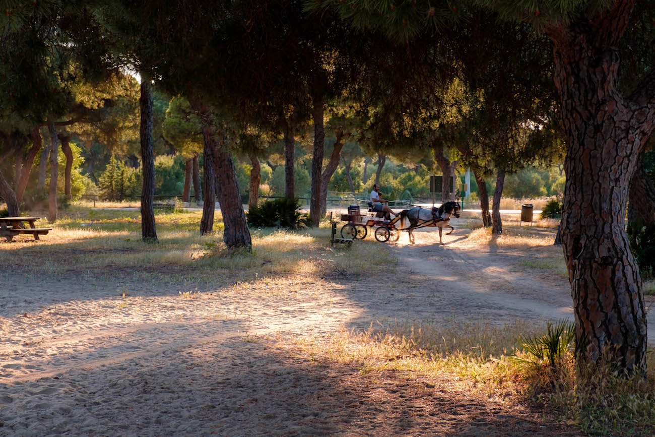 Chipiona pine forests - by Ben Holbrook