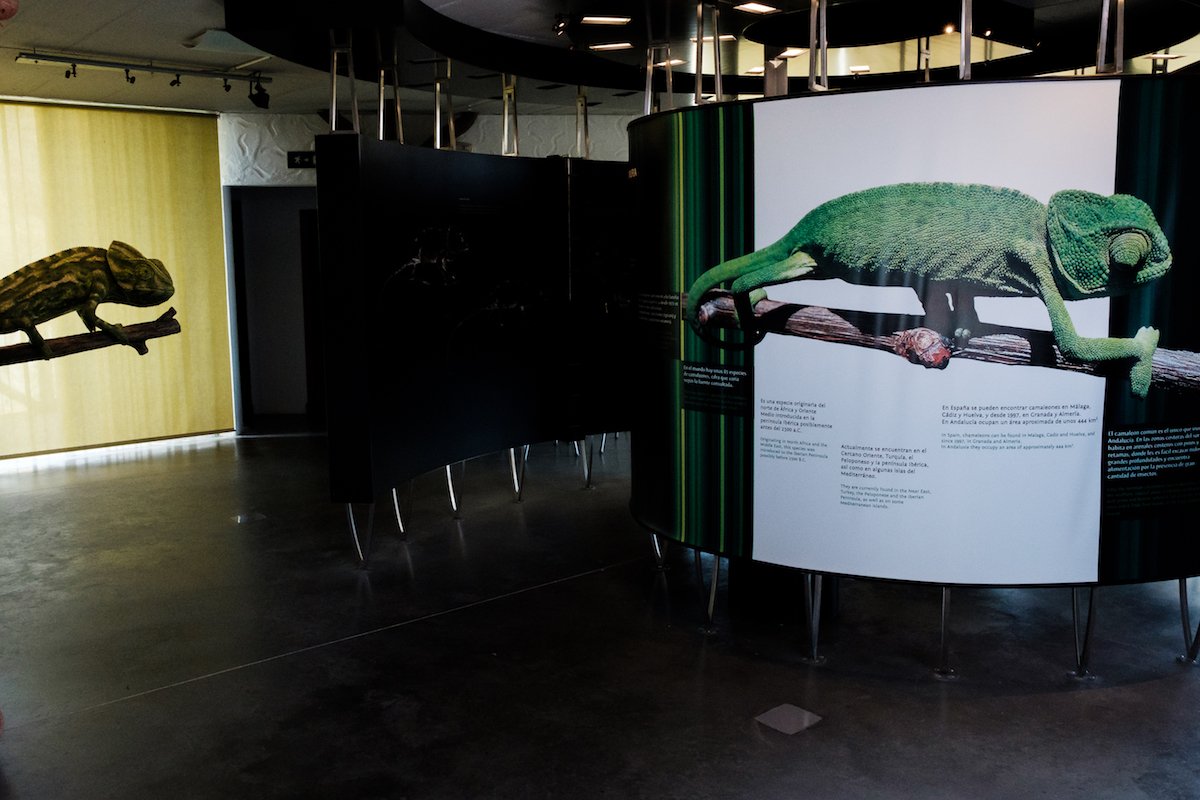 Chipiona Chameleon Centre. Chipiona Chameleon Centre.
