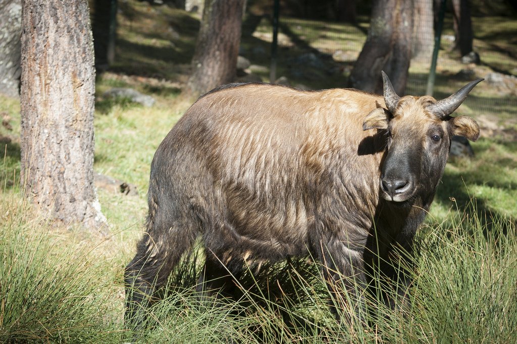 Bhutan Wildlife