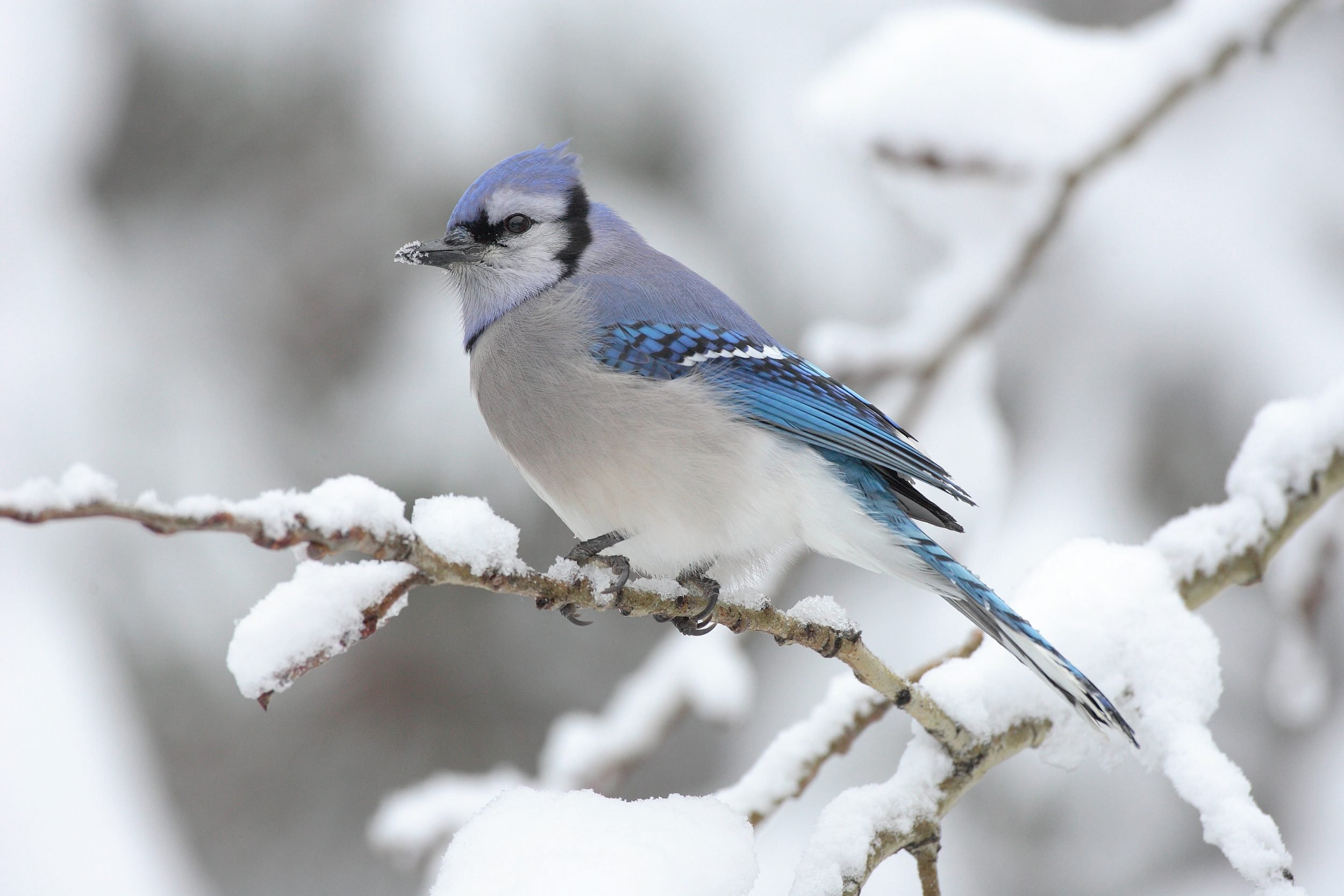 Cyanocitta-cristata Churchill, Manitoba, Canada