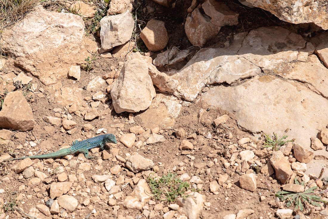 Lizards on Formentera Lizards on Formentera