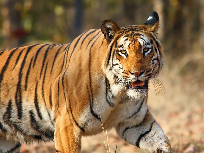 India Tiger