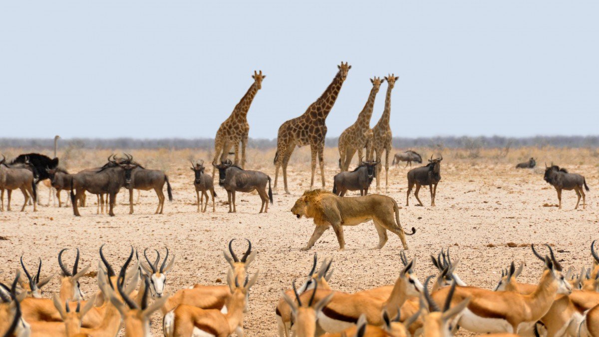 Namibia wildlife
