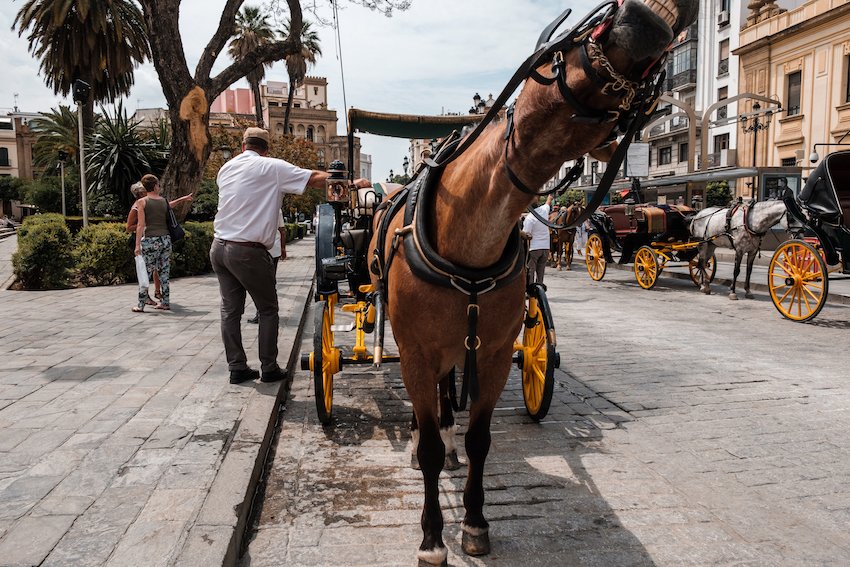Seville horse and carts