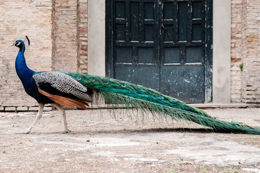 Peacocks Inside Real Alcázar (Royal Palace), Seville - by Ben Holbrook from DriftwoodJournals.com