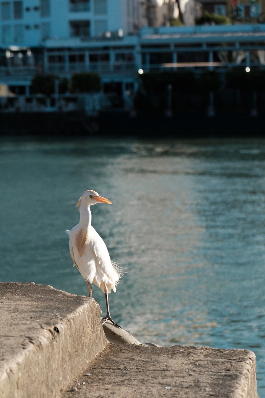 The Right Bank of the Guadalquivir River, Seville - by Ben Holbrook from DriftwoodJournals.com