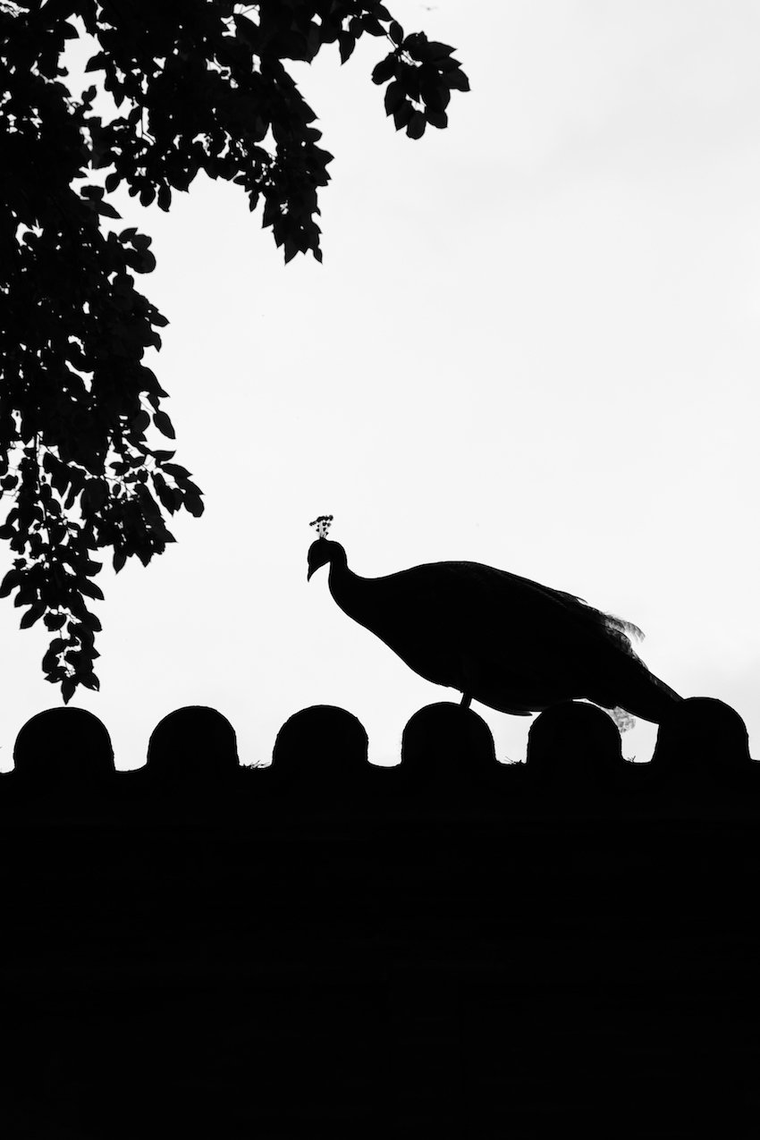 Peacocks Inside Real Alcázar (Royal Palace), Seville - by Ben Holbrook from DriftwoodJournals.com