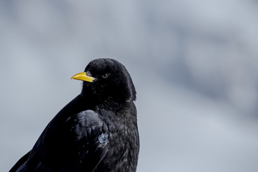 Wengen to Jungfraujoch – AKA "The Top of Europe”