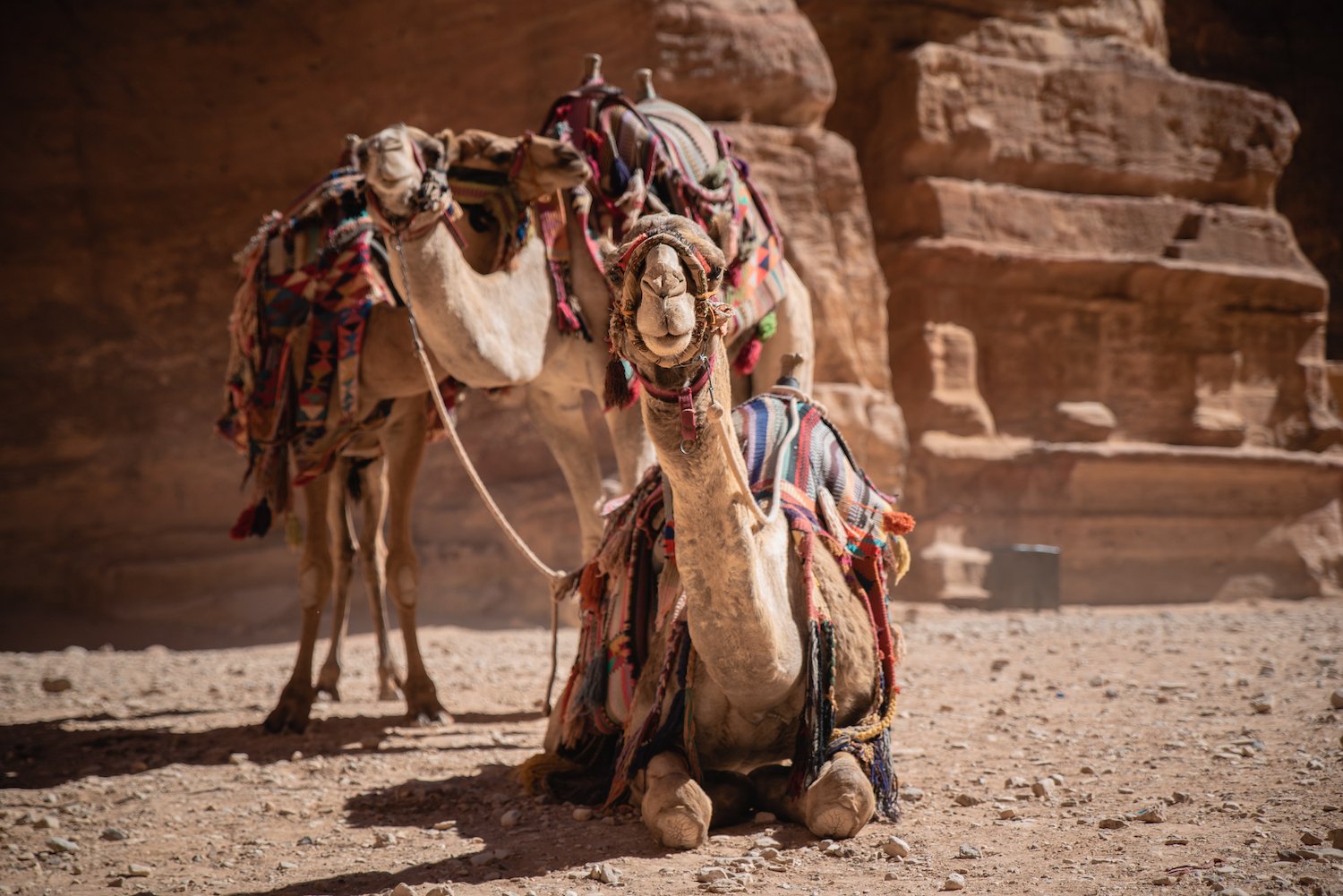 Camels in Petra, Jordan - by Ben Holbrook from DriftwoodJournals.com-15