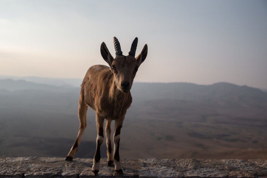 Negev Desert Wildlife, Israel Travel Photography by Ben Holbrook from DriftwoodJournals.com-3687