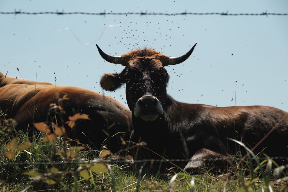 Asturian cows in Pilona, Asturias Travel Photography by Ben Holbrook from DriftwoodJournals.com-2896