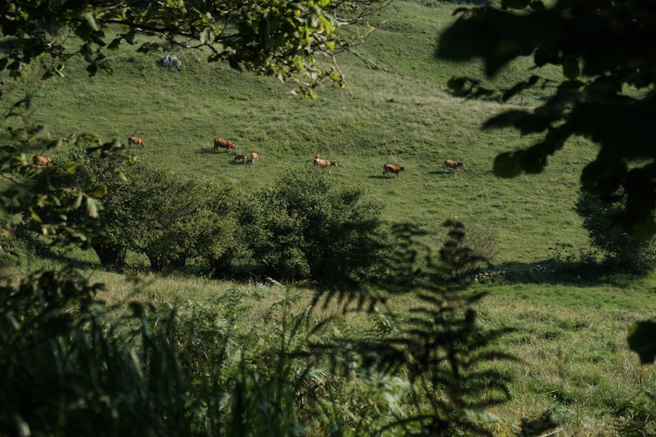 Asturian cows in Pilona, Asturias Travel Photography by Ben Holbrook from DriftwoodJournals.com-2896