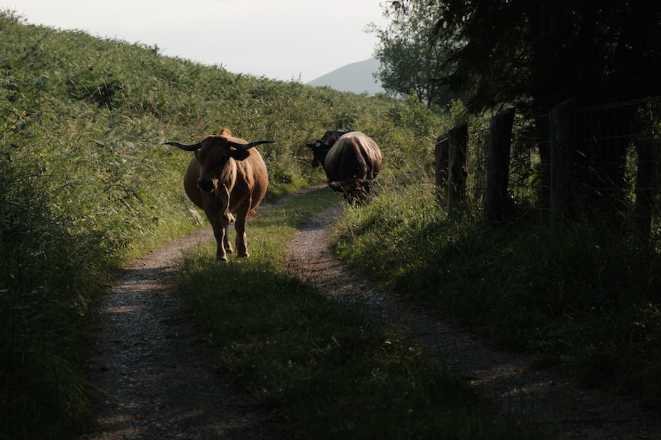 Cows and bulls in Pilona, Asturias Travel Photography by Ben Holbrook from DriftwoodJournals.com-2940
