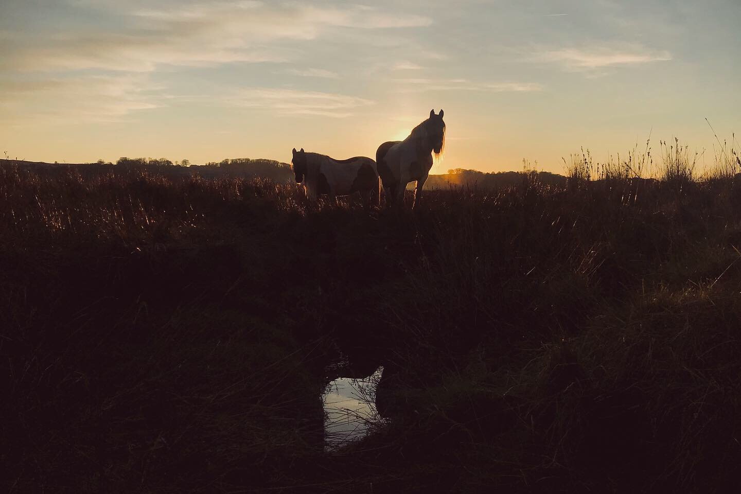 Wild horses on the Gower marshes in South Wales - by Ben Holbrook from DriftwoodJournals.com2