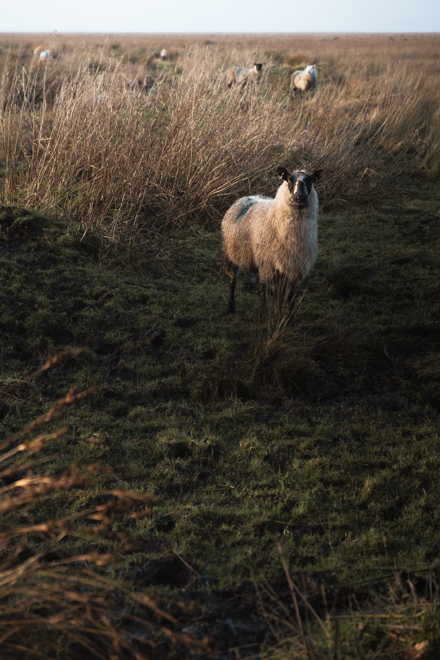 Wild sheep on Llanrhidian Marsh (Gower Peninsula, South Wales).