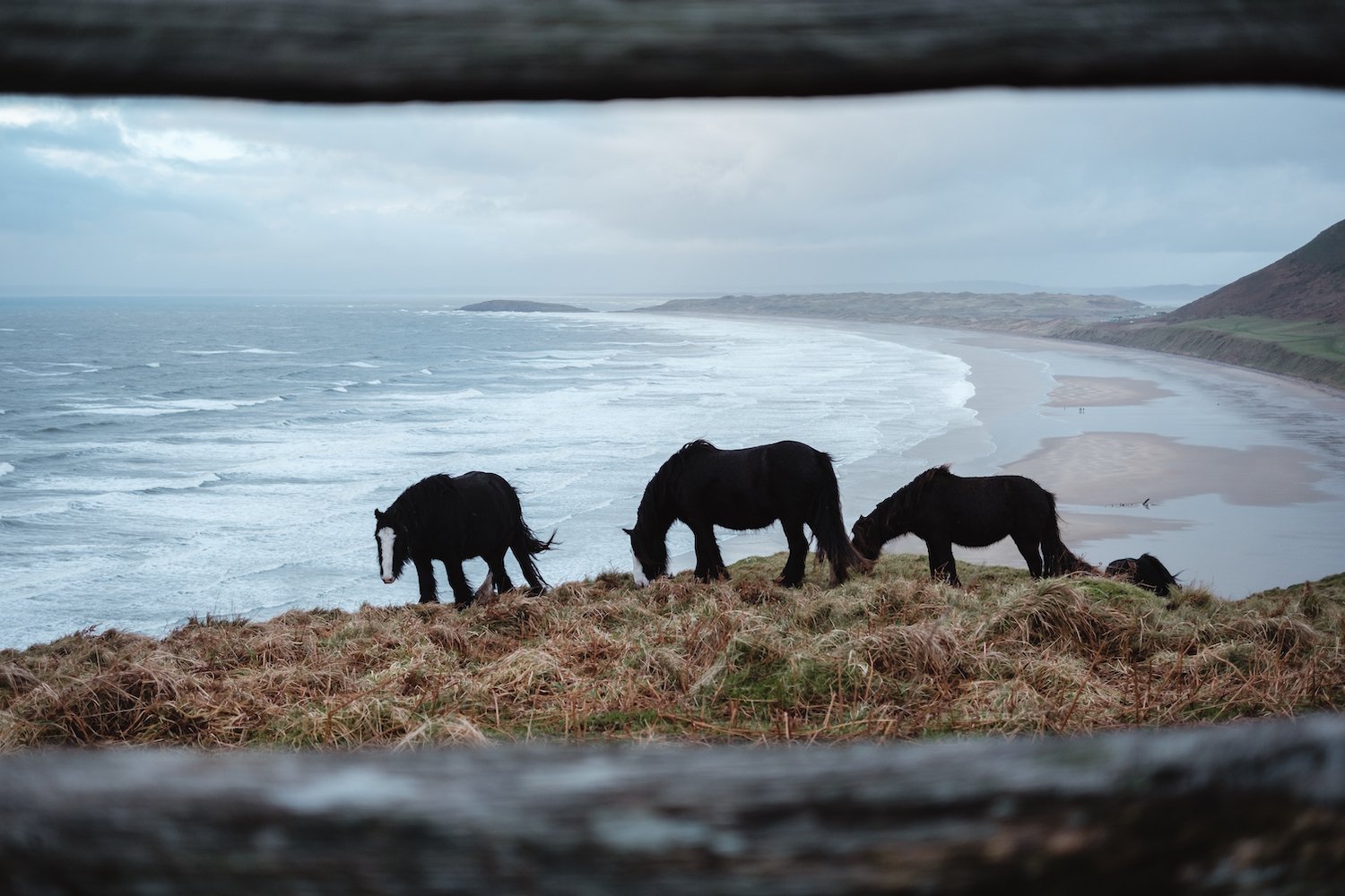Wild horses graze in Rhossili Bay (Gower Peninsula, South Wales). Wild horses graze in Rhossili Bay (Gower Peninsula, South Wales).