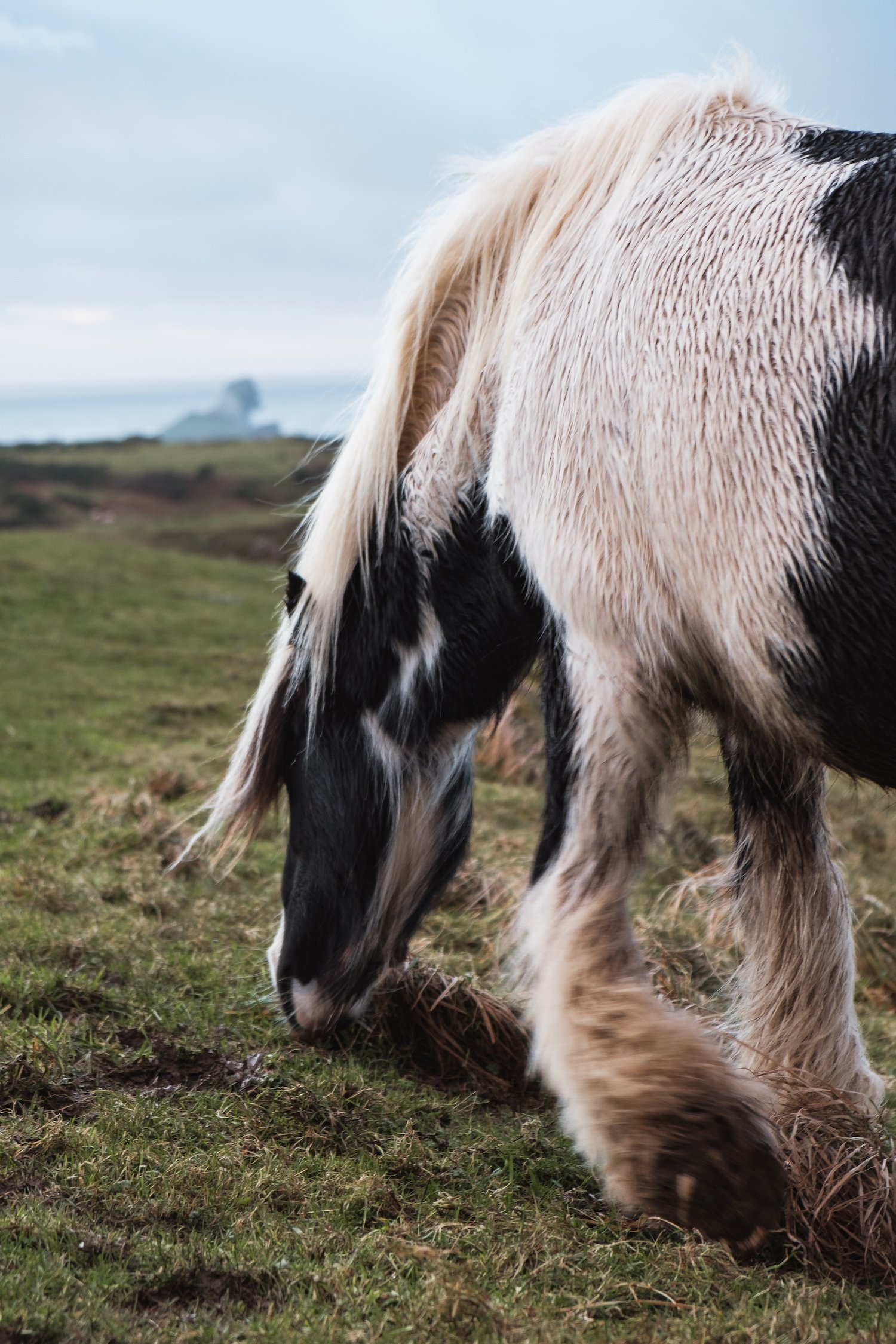 Wild horses graze in Rhossili Bay (Gower Peninsula, South Wales).