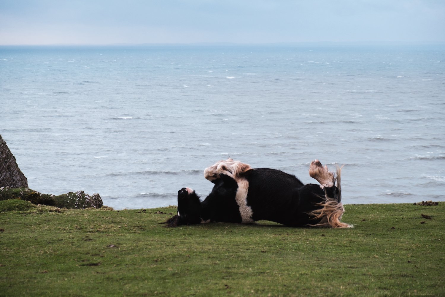Wild horses play in Rhossili Bay (Gower Peninsula, South Wales). Wild horses play in Rhossili Bay (Gower Peninsula, South Wales).