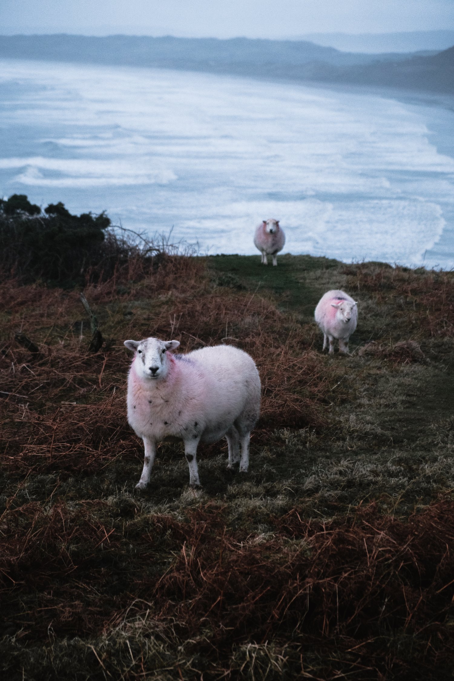 Wild sheep graze in Rhossili Bay (Gower Peninsula, South Wales).