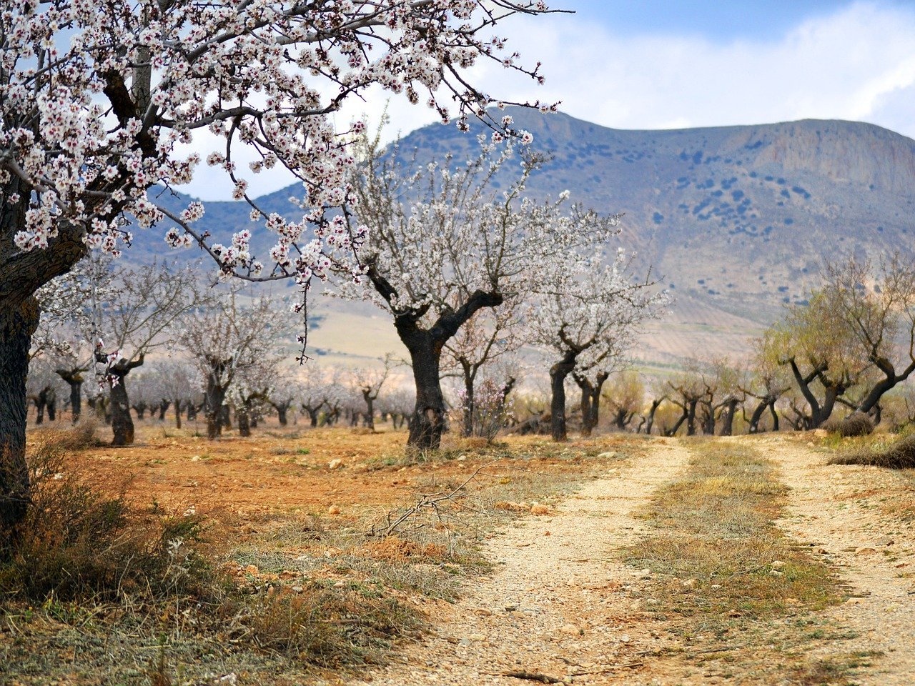 Almond Festival, La Palma, Canary Islands