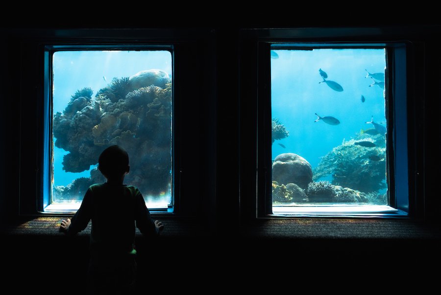 Eilat under water reef viewing deck,Israel Photography by Ben Holbrook from DriftwoodJournals.com-4301