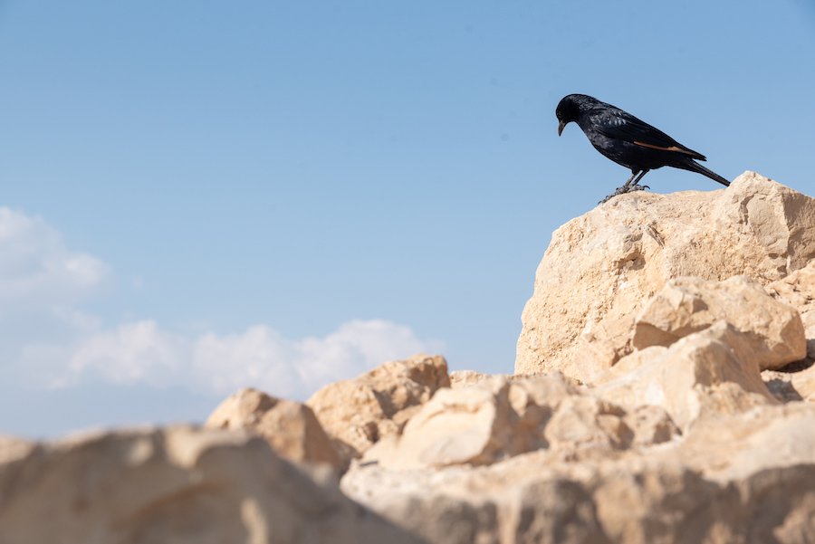 Masada Fortress, Israel Photography by Ben Holbrook from DriftwoodJournals.com-3462