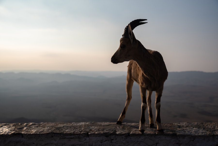 Negev Desert, Israel Travel Photography by Ben Holbrook from DriftwoodJournals.com-3689