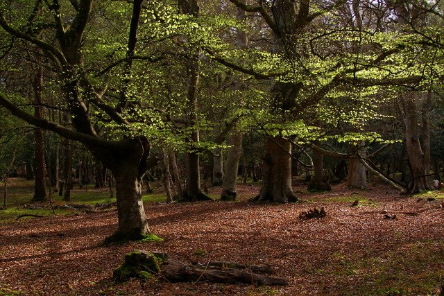 New Forest National Park