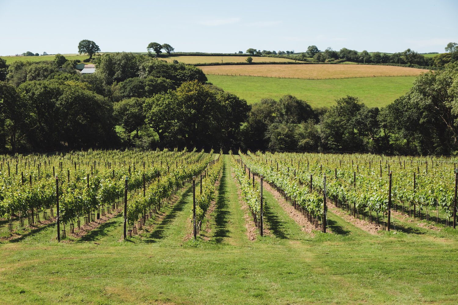 Velfrey Vineyard, Pembrokshire, South Wales, UK - By Swansea-based photographer Ben Holbrook from DriftwoodJournals.com-3