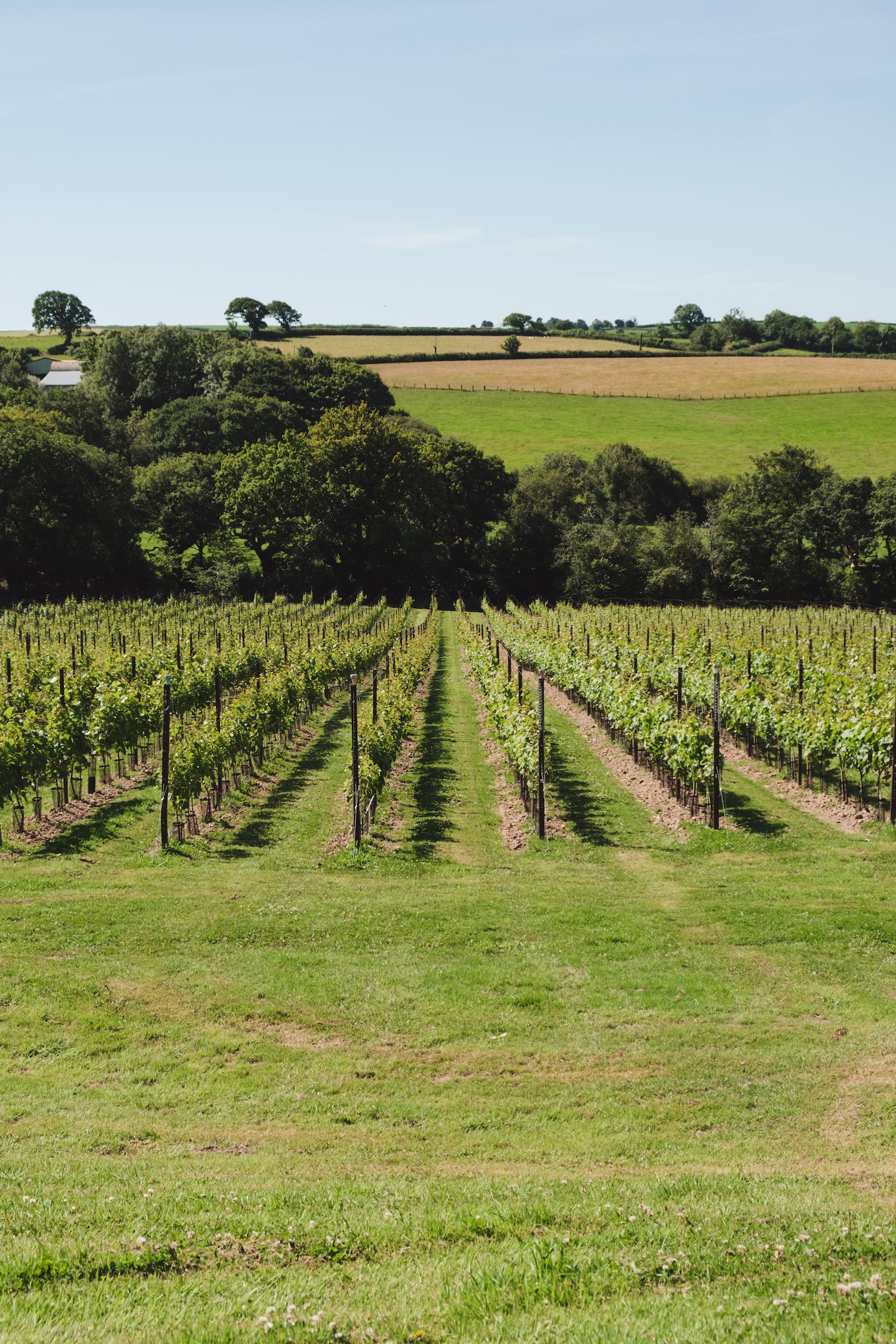 Velfrey Vineyard, Pembrokeshire, South Wales, UK - By Swansea-based photographer Ben Holbrook from DriftwoodJournals.com-50