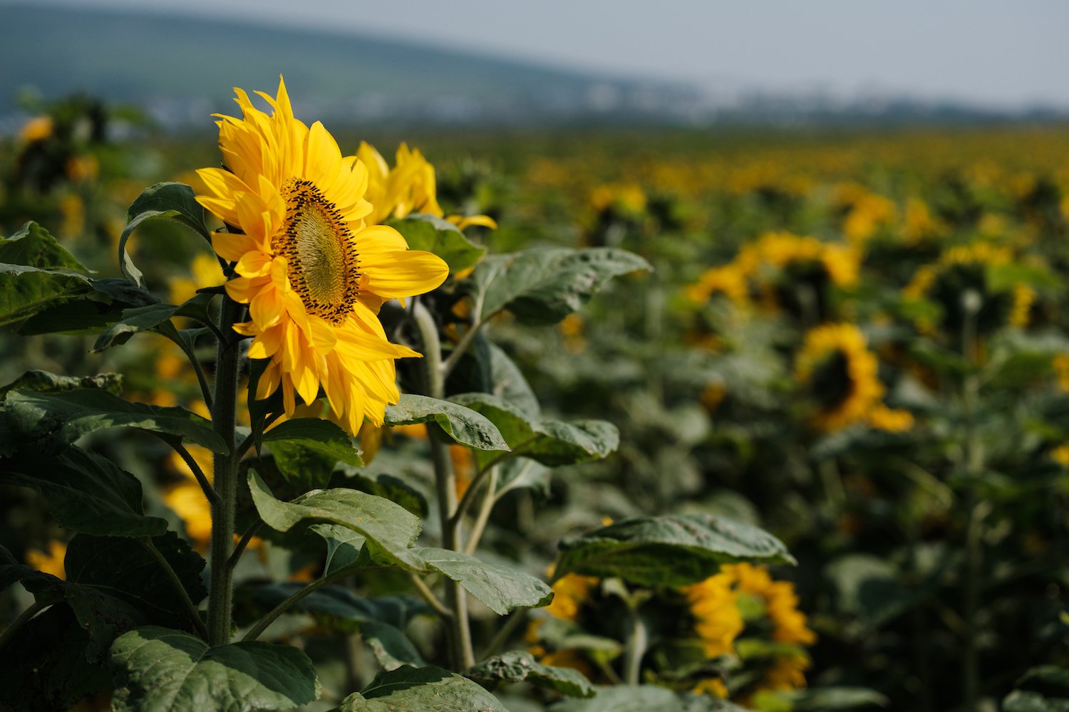 Rhossili Beach Sunflowers - Gower Peninsula South Wales - Photography by Ben Holbrook from DriftwoodJournals.com-12
