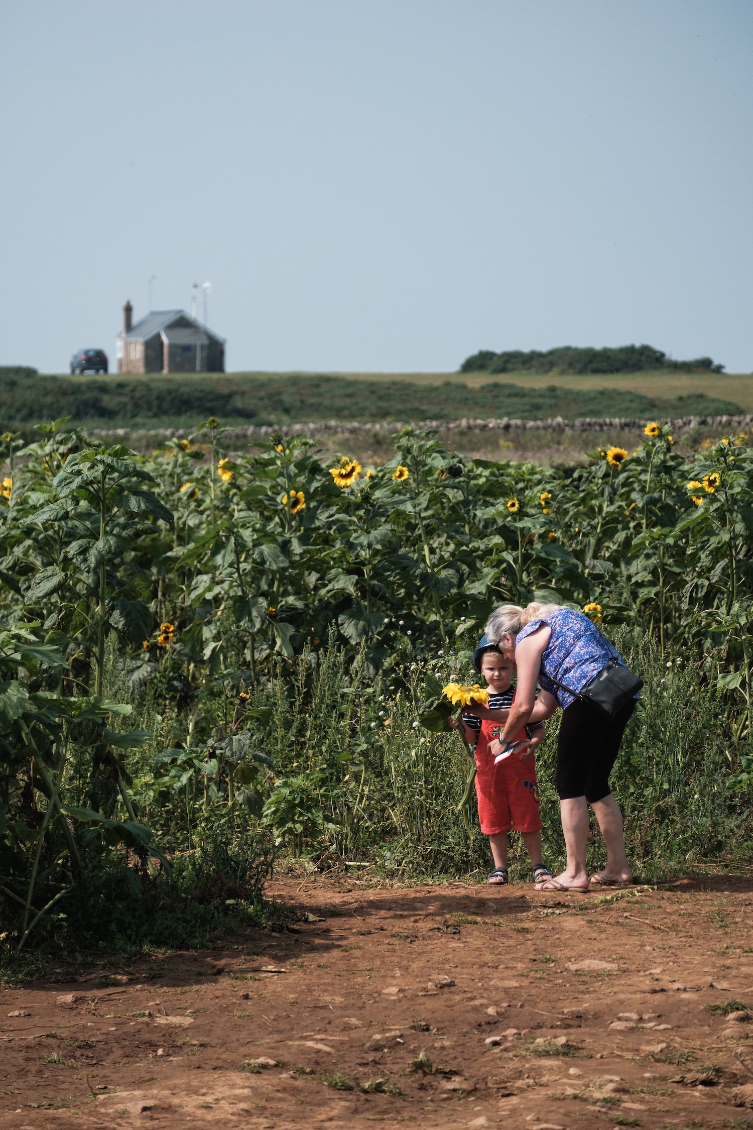 Rhosilli Beach Sunflowers - Gower Peninsula South Wales - Photography by Ben Holbrook from DriftwoodJournals.com-12